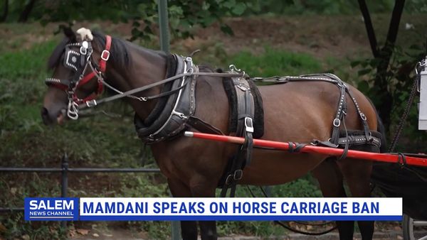 NYC Council To Vote Next Week On Horse Carriage Ban