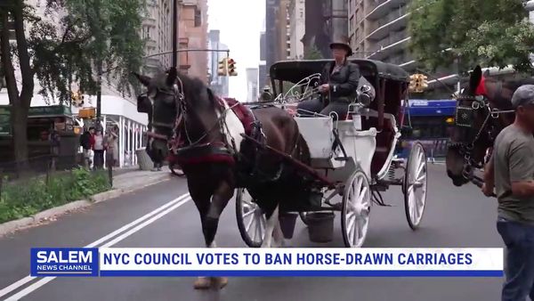 NYC Council Votes To Ban Horse-Drawn Carriages In Central Park By 2028