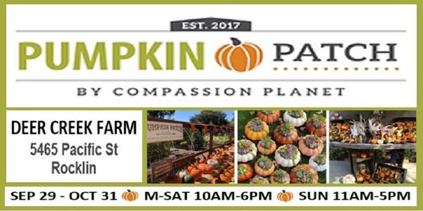 The Pumpkin Patch by Compassion Planet (9/29-10/31)