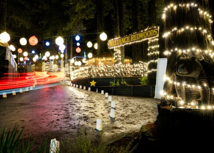 Christmas in the Redwoods