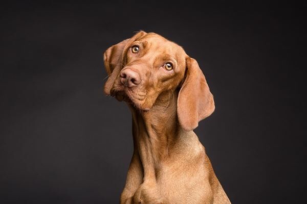 USPS REVEALS PLACES WITH THE MOST DOG BITES