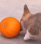 VIRAL: This Puppy Is Going OFF On A Pumpkin!! Adorable! 
