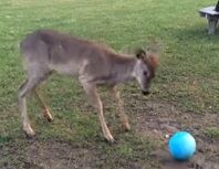 VIRAL: Fawnsie the baby dear wants to play with a ball, but can't figure out how.