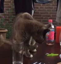 Tricking A Cat With Water Glass