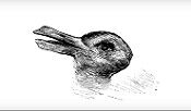 Do You See A Rabbit Or Duck?! 