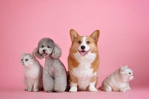 This Is How Much Americans Spend On Their Pets Over The Course Of Their Lifetime