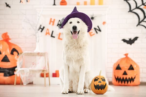 Majority Of Americans Planning To Celebrate Halloween This Year