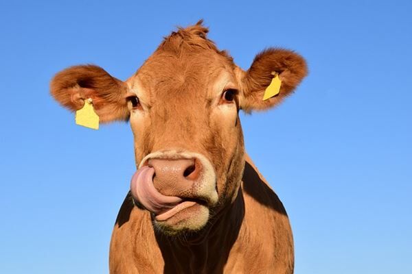 ARTIST PAINTS CREATIONS EXCLUSIVELY OUT OF COW DUNG