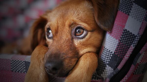 MIRANDA LAMBERT'S MUTTNATION FOUNDATION GIVES 250K TO ANIMAL SHELTERS