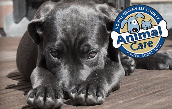 Greenville County Animal Care Needs Your Help