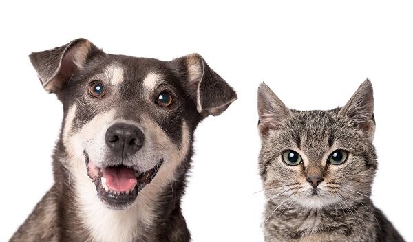 The Wackiest Dog And Cat Names Of The Year