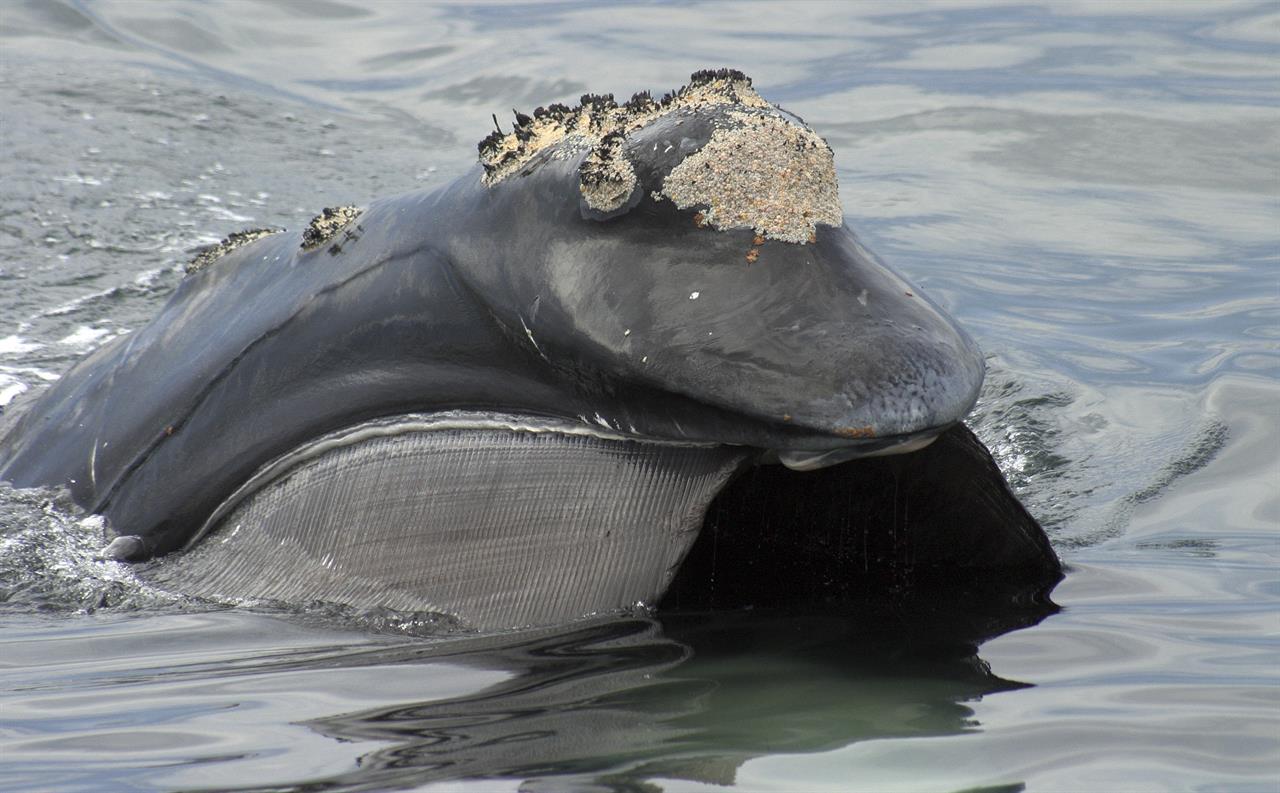 Q&A: Expert says all's not right for endangered right whales | AM 1590 The ANSWER - Seattle, WA