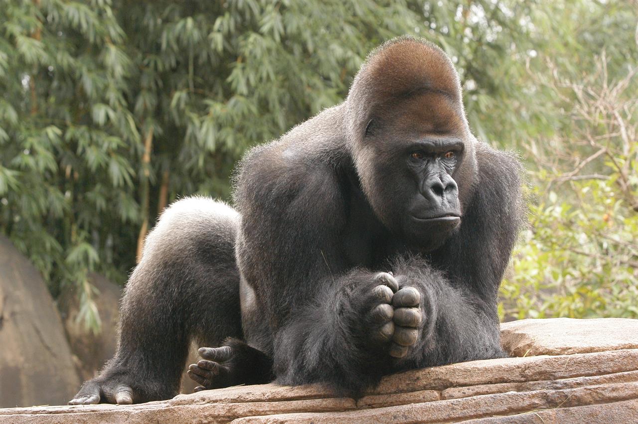 Bye bye apes Gorilla  orangutan  may be dads elsewhere 