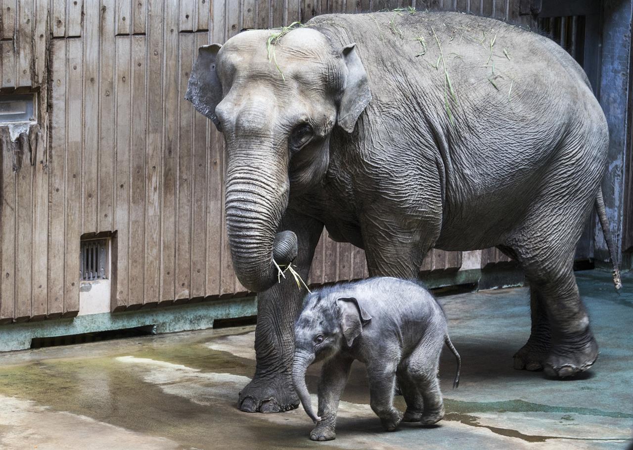 baby asian elephant predators