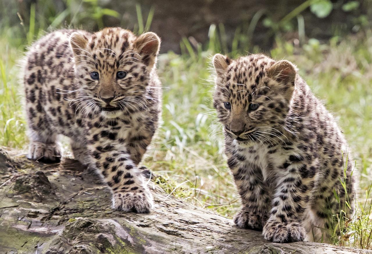 2-leopard-cubs-make-public-debut-in-germany-names-sought-am-1440-kycr-minneapolis-mn