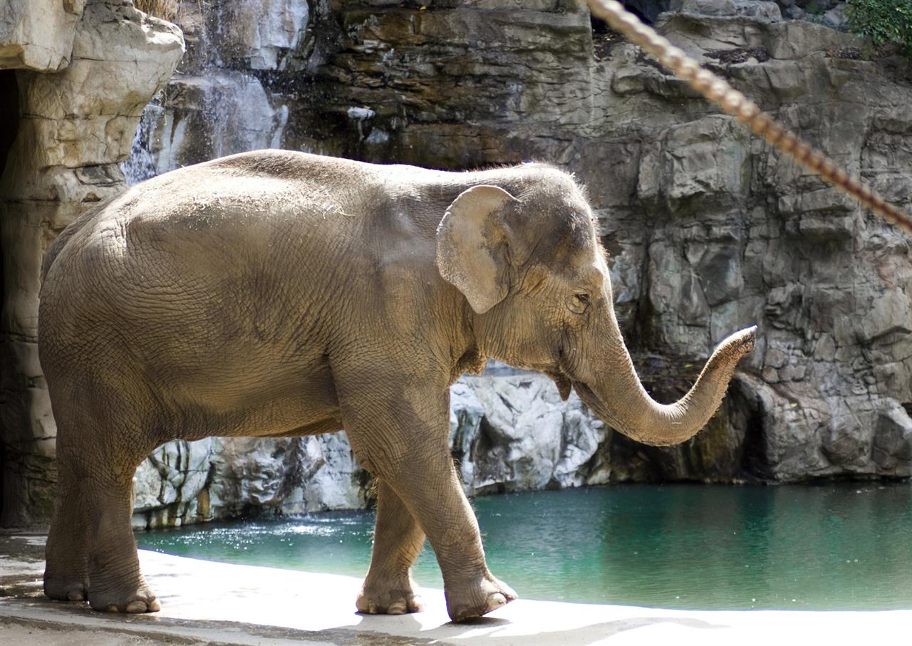 Finding friends: Lonely elephant arrives at Los Angeles Zoo | AM 1590