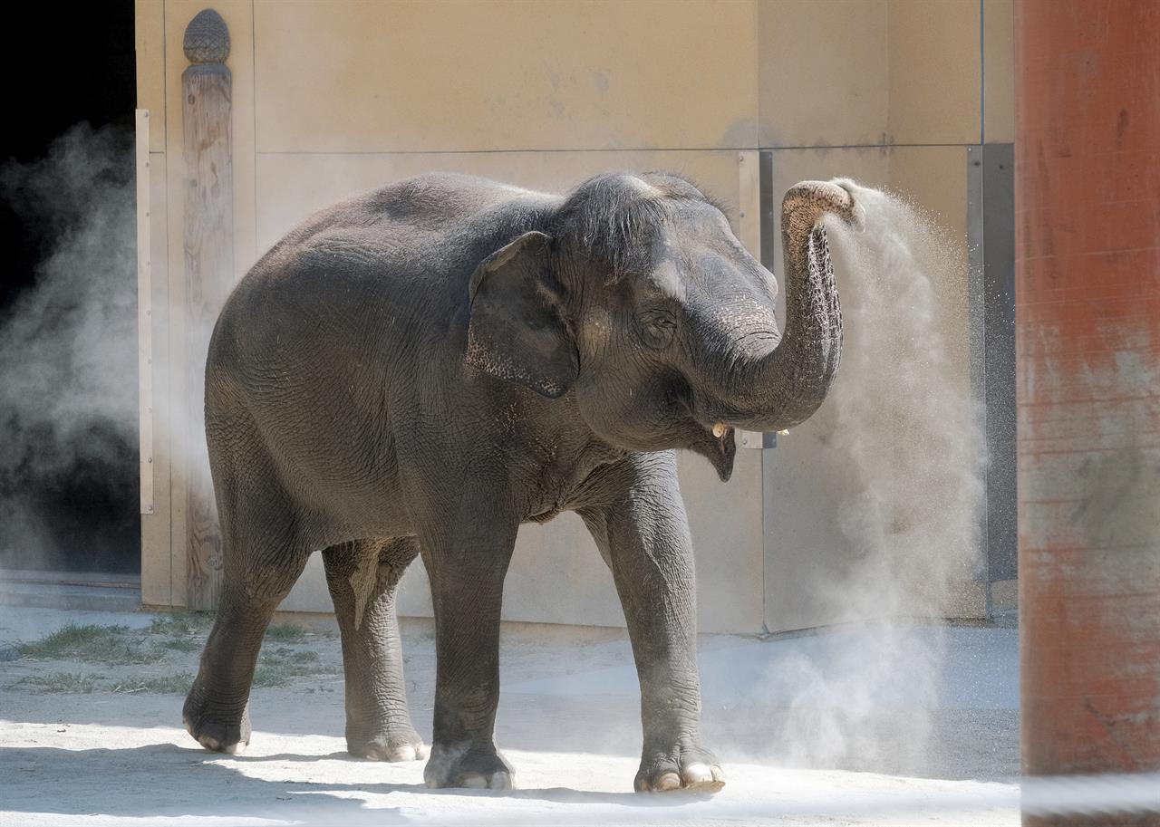 Trumpeting Her New Digs: Los Angeles Zoo Debuts New Elephant ...