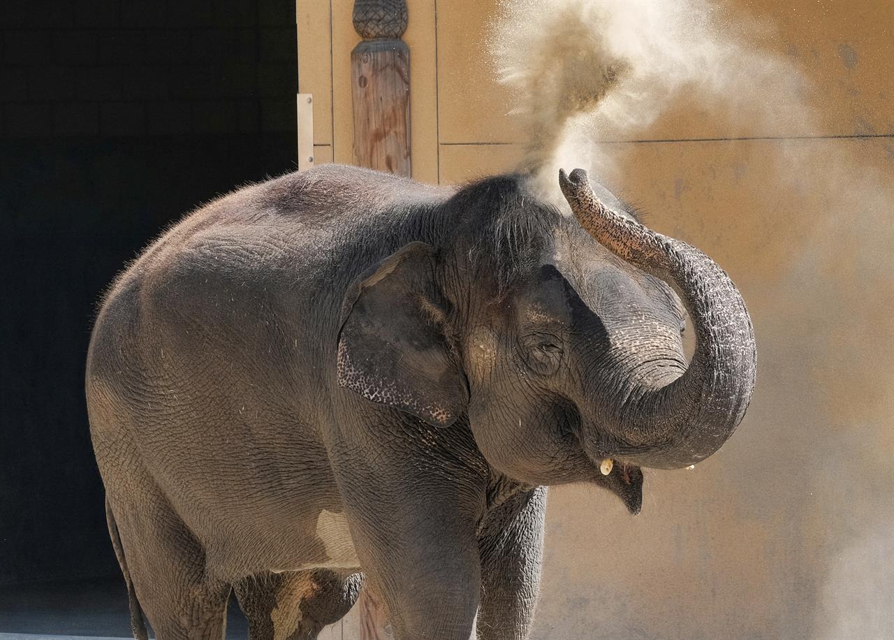 Trumpeting her new digs: Los Angeles Zoo debuts new elephant - Houston, TX