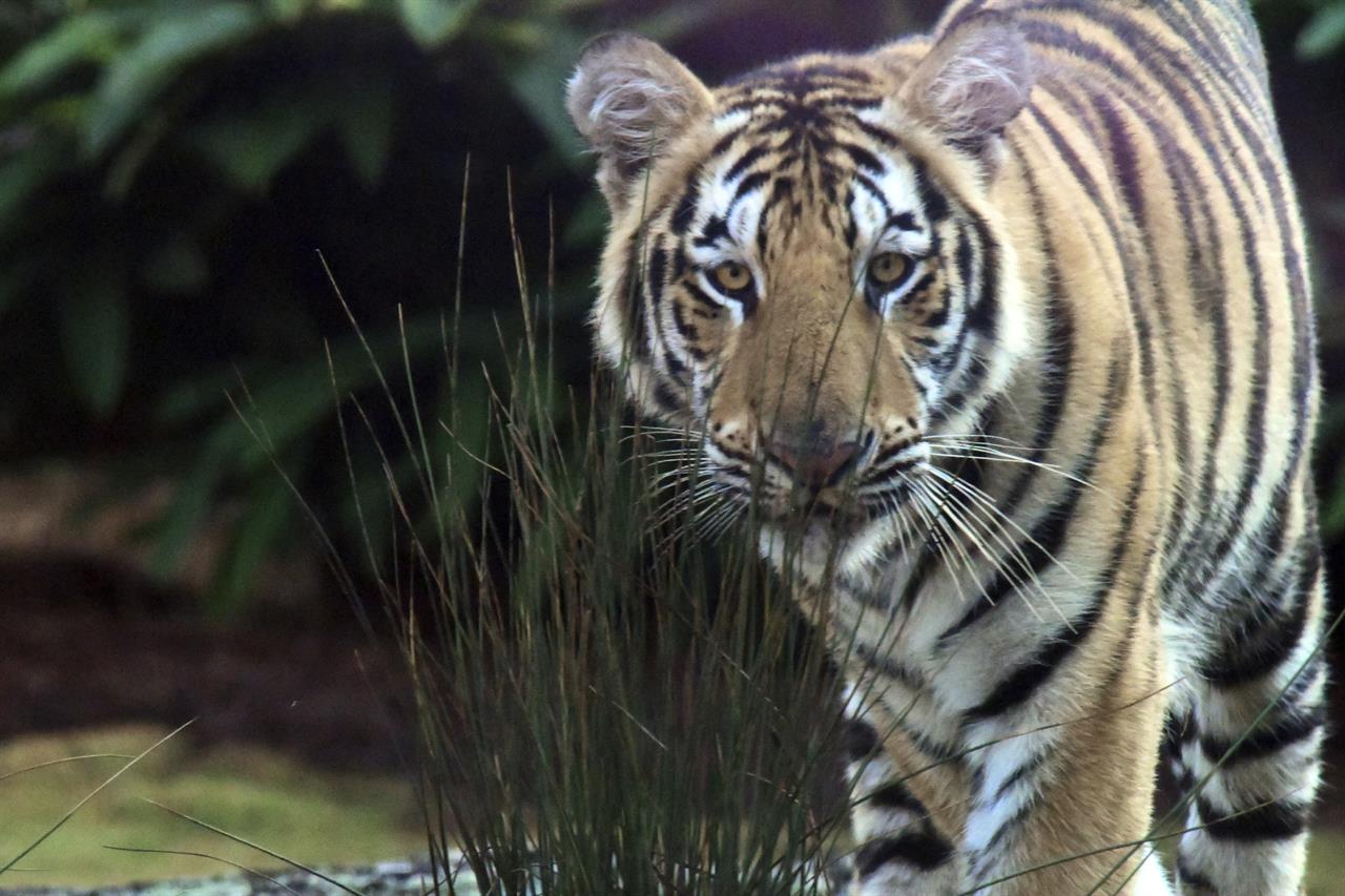 LSU officially has new live tiger mascot on campus | Money 105.5 FM