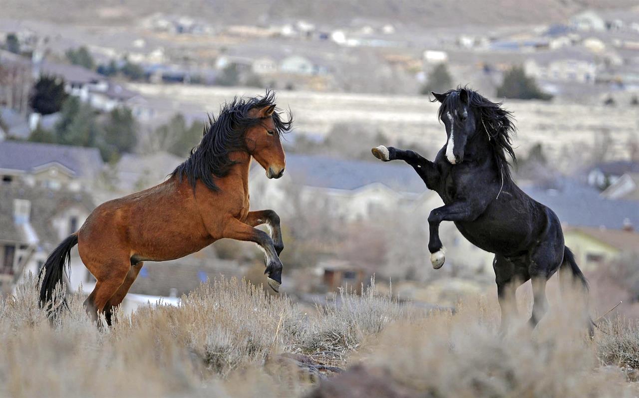 Critics: Utah horse meeting is secretive 'slaughter summit' | 710 KNUS