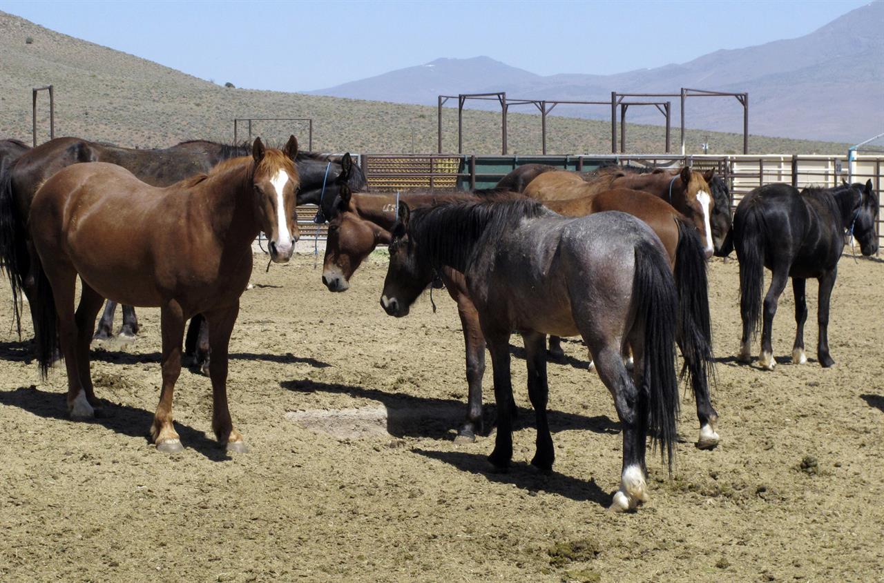 Critics: Utah horse meeting is secretive 'slaughter summit' | 710 KNUS