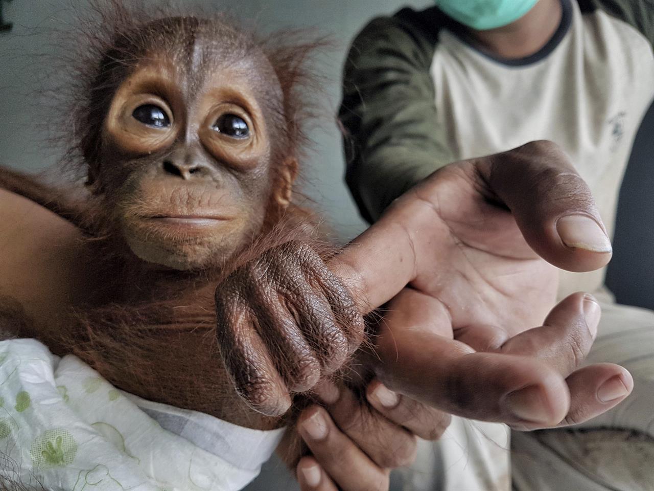 Group: Orangutan orphans a sign of habitat destruction 710 KNUS