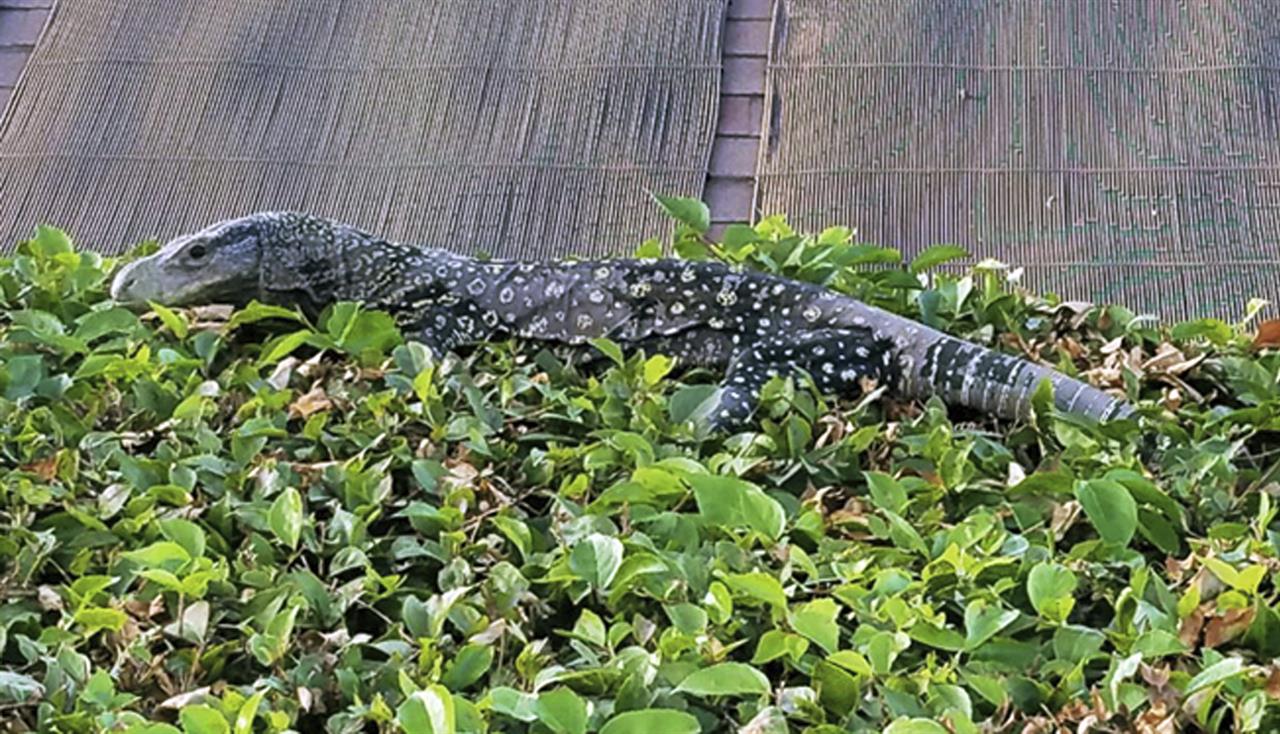 4-foot-long lizard found in Southern California backyard - Af243952 Ba8D 4e6f 9635 6f14e37102f1