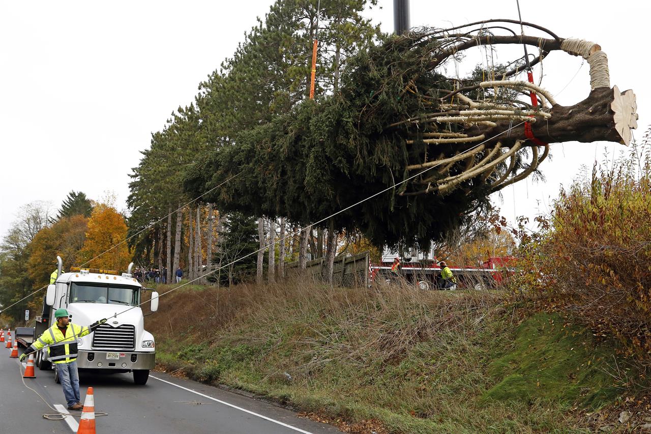 pennsylvania tree to adorn rockefeller center for pennsylvania tree to adorn rockefeller center for