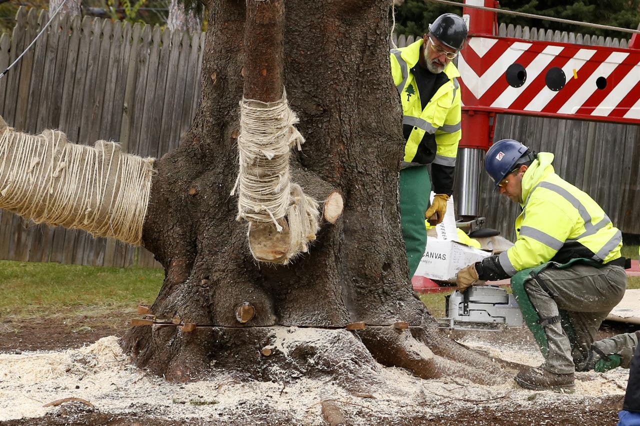 pennsylvania tree to adorn rockefeller center for pennsylvania tree to adorn rockefeller center for