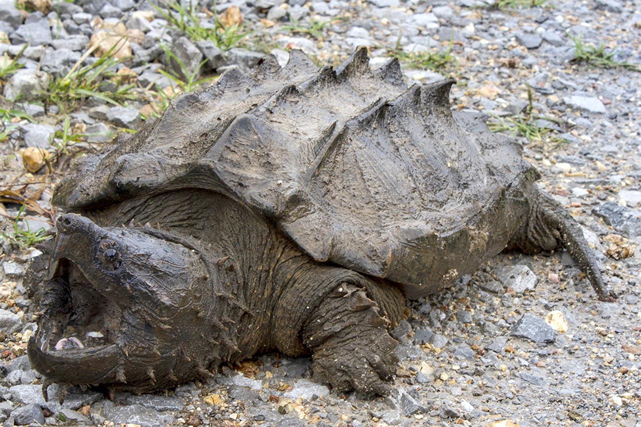 1st alligator snapping turtle in decades spotted in Illinois | 710 KNUS