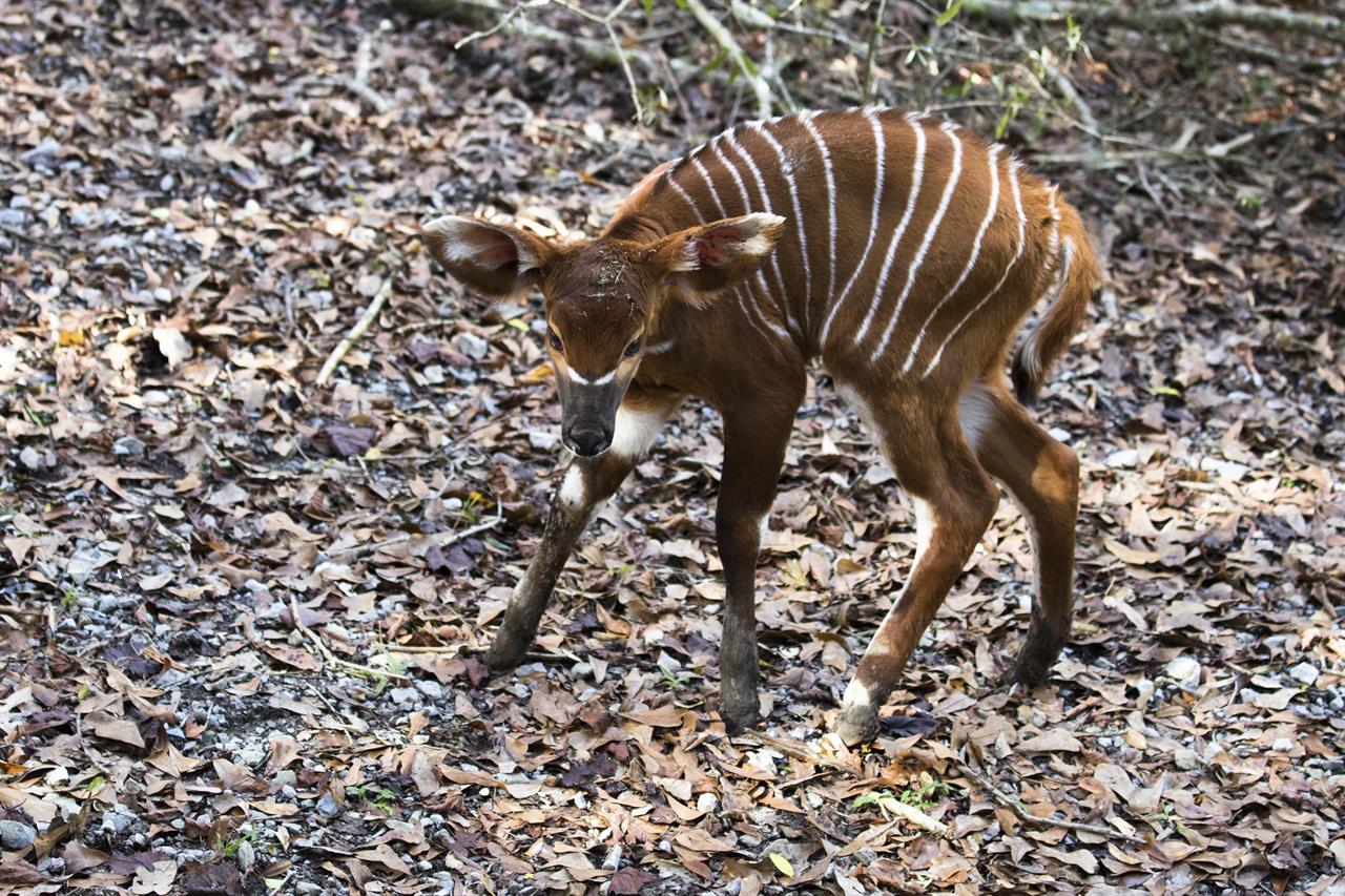 Baby bongo born, more likely soon at Species Survival Center Houston, TX