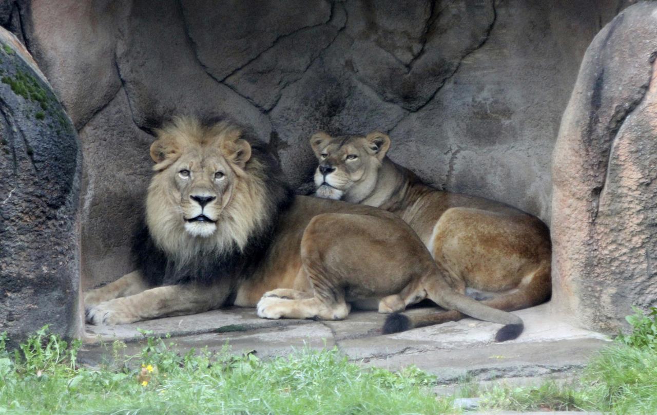 Zoo's African lioness, last of triplets, dies at age 17 | KDOW-AM - San ...