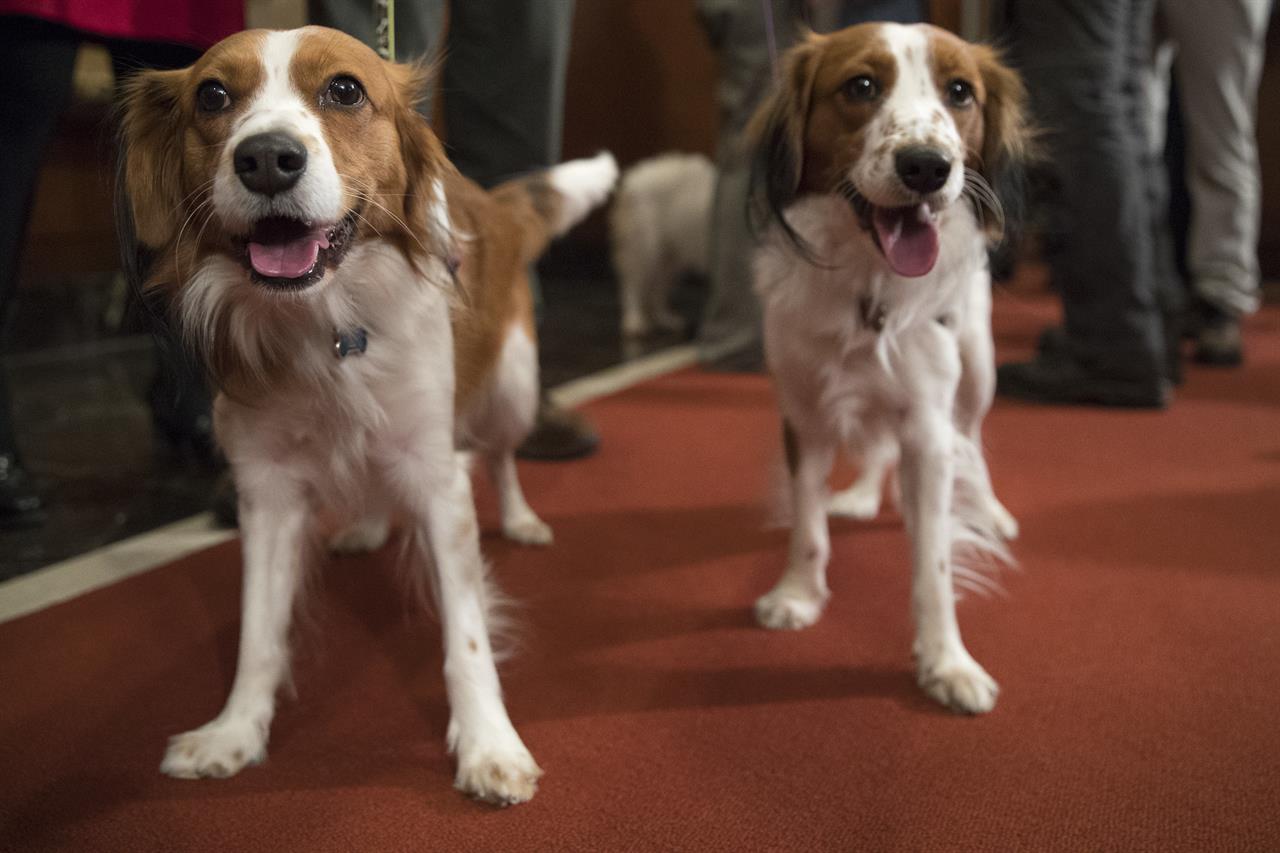 Dog meet dog: American Kennel Club adds 2 breeds to roster | 1520 WBZW - Orlando, FL1280 x 853