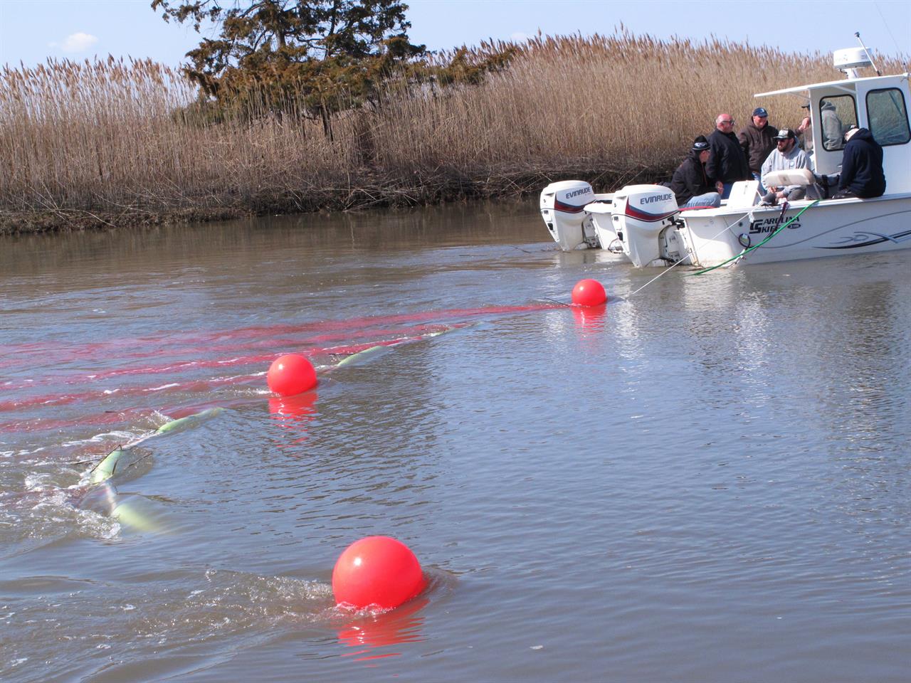 This red tide might be good news for New Jersey oyster beds 710 KNUS