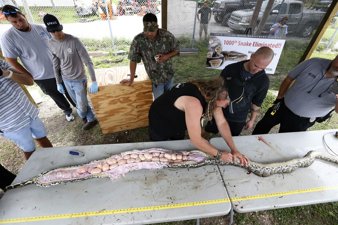 Florida marks milestone in Everglades python control program | 710 KNUS ...