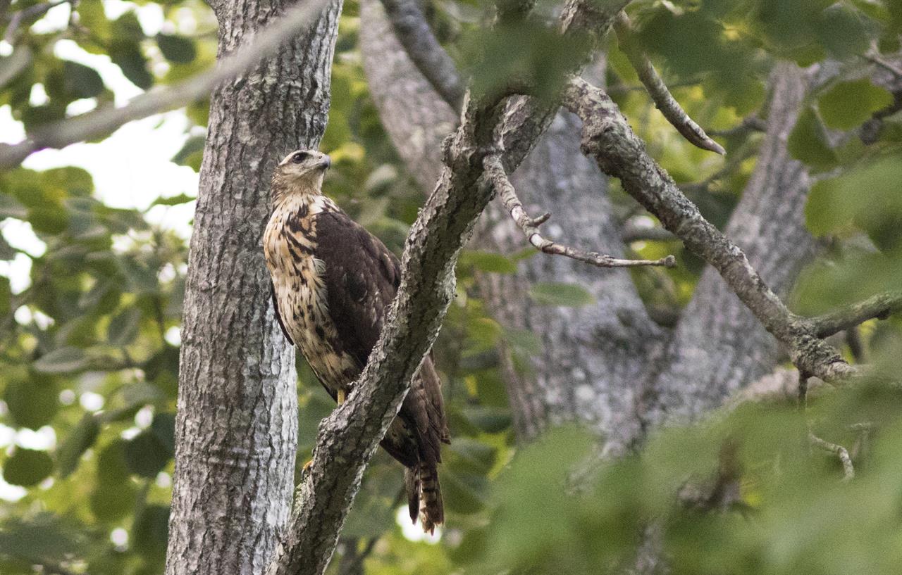 Sighting of rare hawk draws eager birders to Maine | 710 KNUS - Denver, CO