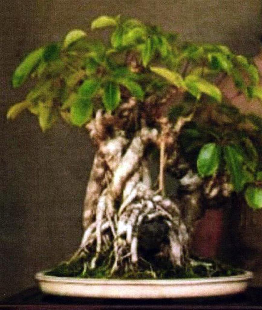Hawaii Bonsai Tree Stolen After Owner Raised It For Decades Am 920 The Answer Atlanta Ga