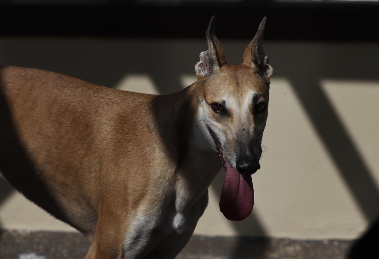 At The Finish Floridians Deciding Greyhound Racing S Future Kdow Floridians Deciding Greyhound Racing S Future