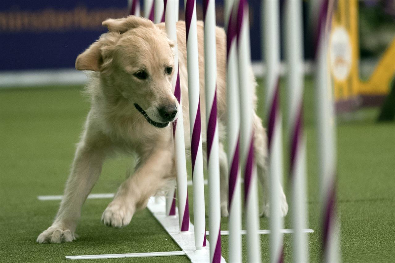 Border collie Fame(US) wins Westminster agility contest 710 KNUS