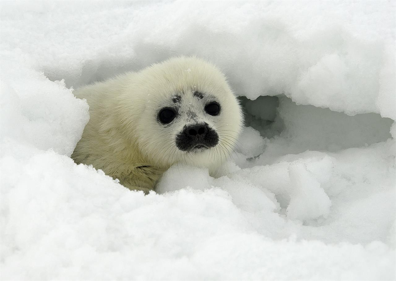 Appeals Court: Arctic ringed seals are threatened species | 710 KNUS