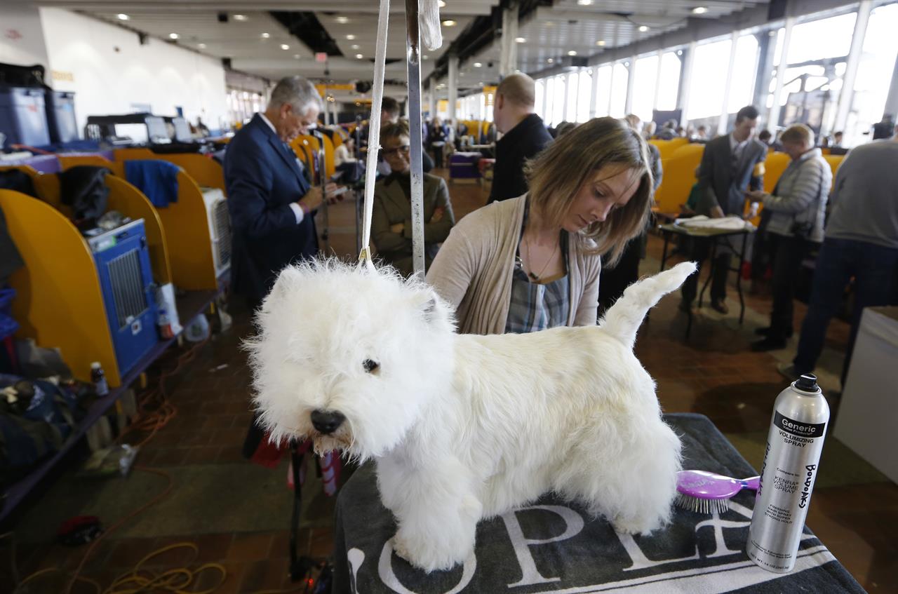 san francisco dog show san francisco dog show