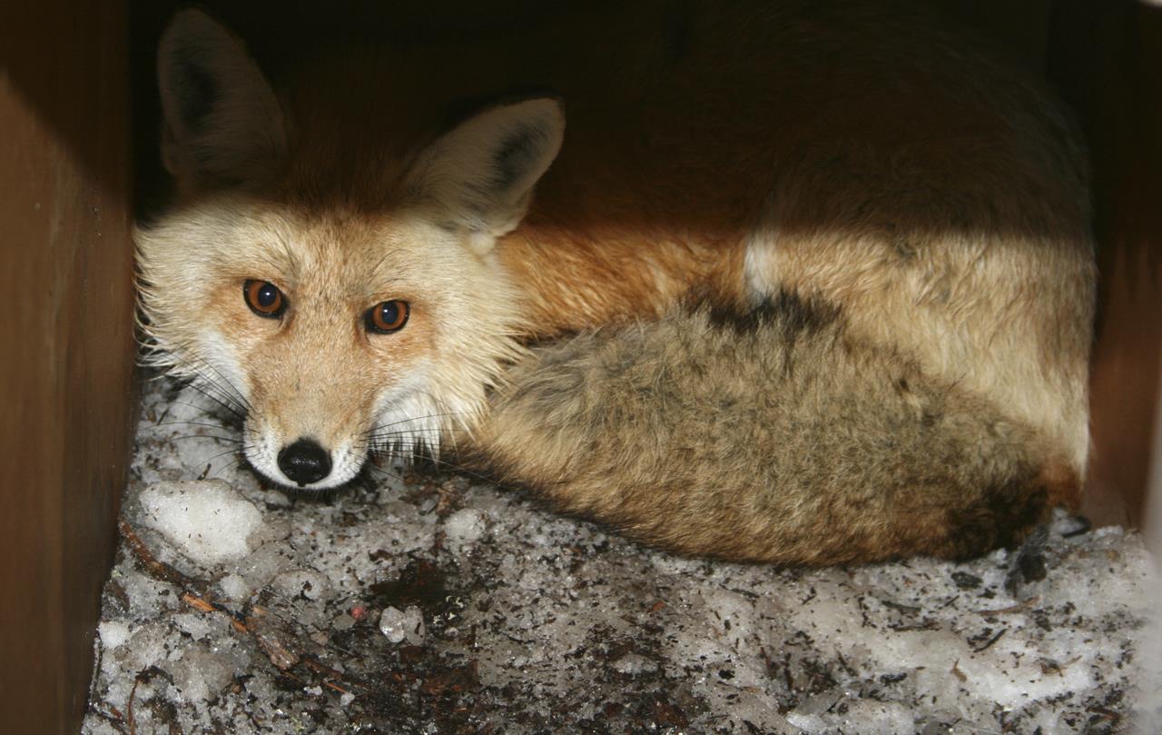 california-scientists-catch-2-elusive-sierra-nevada-red-fox-am-880