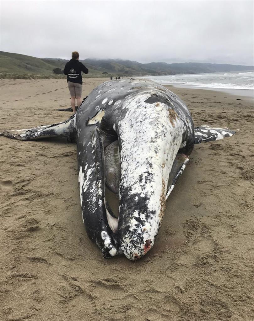 13th dead whale of the year washes ashore near San Francisco 710 KNUS