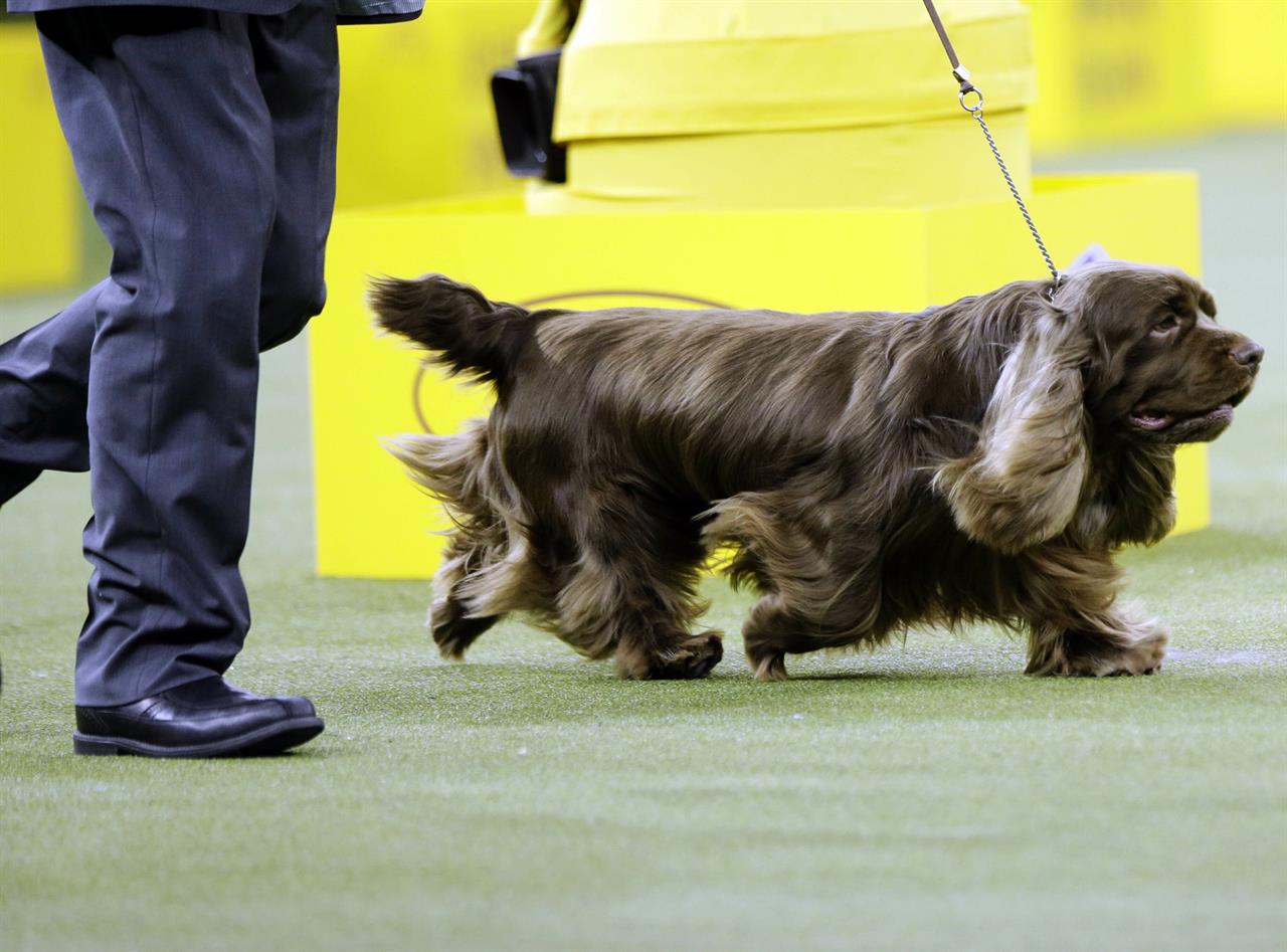 bean westminster dog show