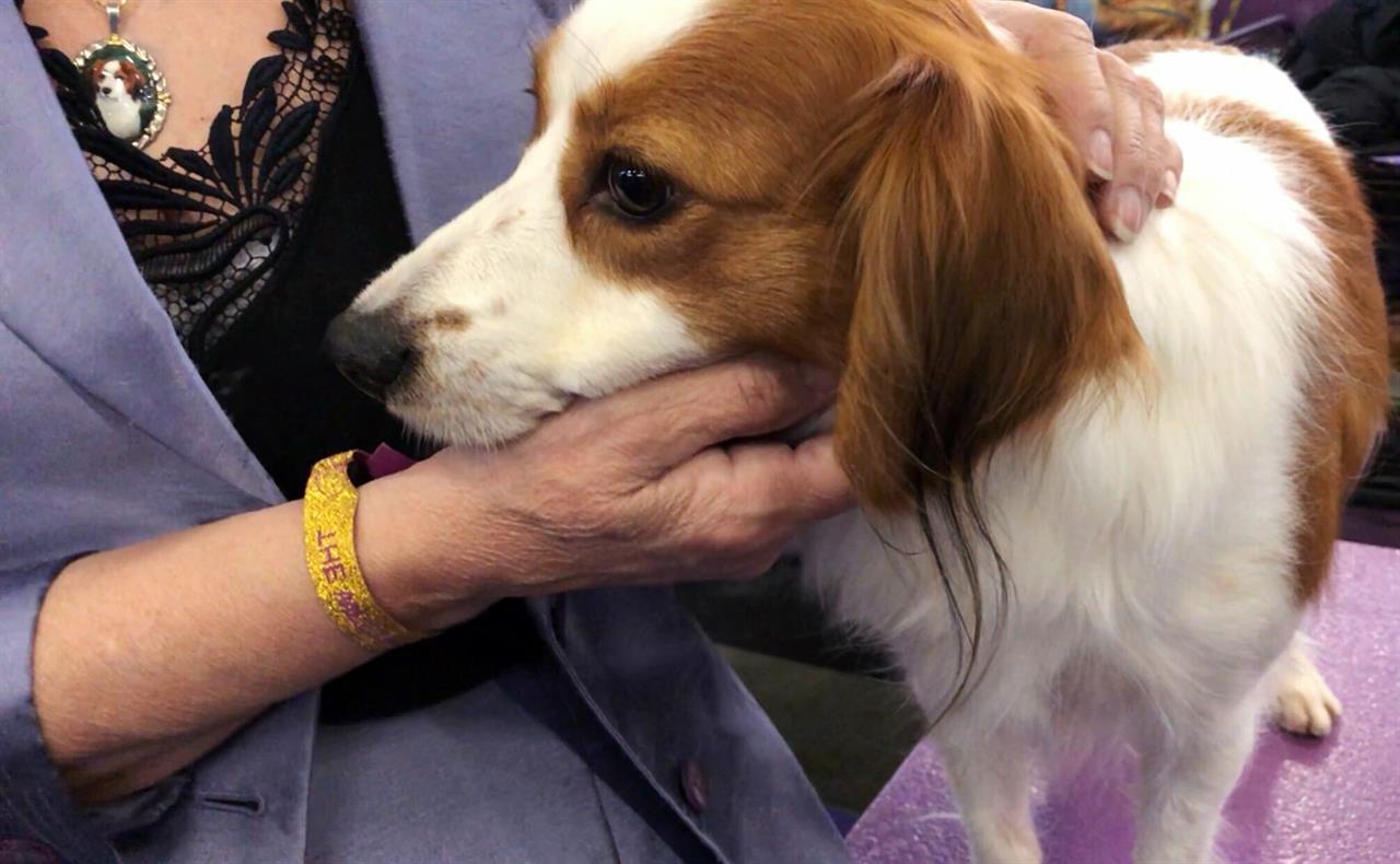 bean westminster dog show