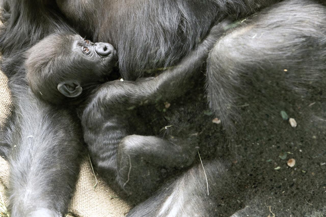 In this Friday, May, 22, 2020 photo released by the Woodland Park Zoo shows a 2 1/2-month-old male gorilla, Kitoko, with mom Uzumm. Kitoko was injured Saturday, during a skirmish among his six-member family group in Seattle. Animal health experts say little Kitoko was bitten on the head, likely by accident when another gorilla tried to bite his mother, Uzumma. Kitoko sustained a fractured skull and a severe laceration, but zoo officials say the 2 1/2-month-old gorilla underwent surgery and may survive if he doesn't develop an infection. (Jeremy Dwyer-Lindgren/Woodland Park Zoo via AP)
Baby gorilla badly injured in family skirmish at Seattle zoo