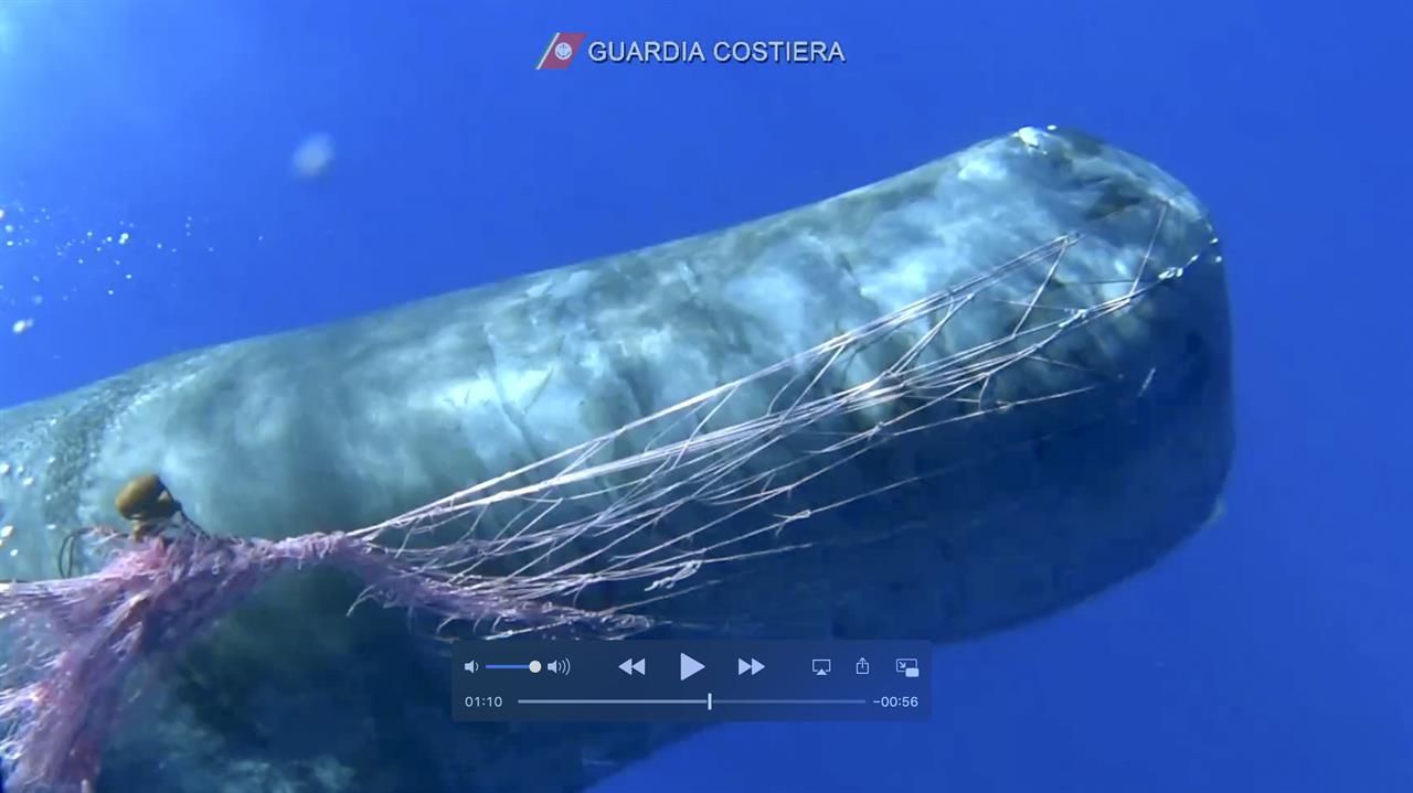 Italian coast guard works to free sperm whale from fish net AM 970 ...