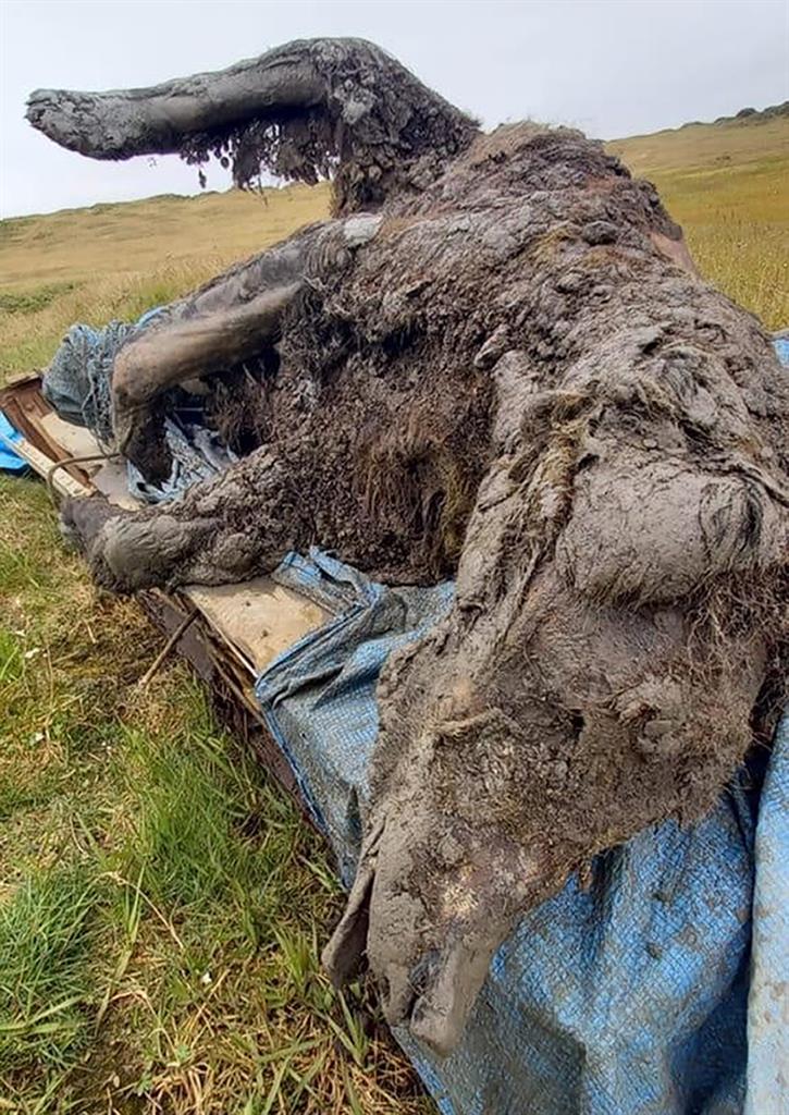 In this undated photo released by North-Eastern Federal University, a carcass of an Ice Age cave bear found on Bolshoy Lyakhovsky Island, or Great Lyakhovsky, the largest of the Lyakhovsky Islands belonging to the New Siberian Islands archipelago between the Laptev Sea and the East Siberian Sea in northern Russia. Reindeer herders in a Russian Arctic archipelago have found an immaculately preserved carcass of an Ice Age cave bear revealed by the melting permafrost, which has all its internal organs, teeth and even its nose intact. (North-Eastern Federal University via AP)