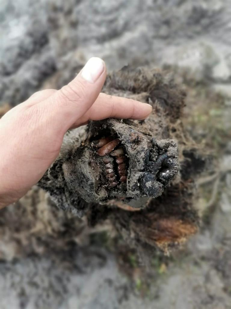In this undated photo released by North-Eastern Federal University, a head of an Ice Age cave bear found on Bolshoy Lyakhovsky Island, or Great Lyakhovsky, the largest of the Lyakhovsky Islands belonging to the New Siberian Islands archipelago between the Laptev Sea and the East Siberian Sea in northern Russia. Reindeer herders in a Russian Arctic archipelago have found an immaculately preserved carcass of an Ice Age cave bear revealed by the melting permafrost, which has all its internal organs, teeth and even its nose intact. (North-Eastern Federal University via AP)
Perfectly preserved Ice Age cave bear found in Arctic Russia