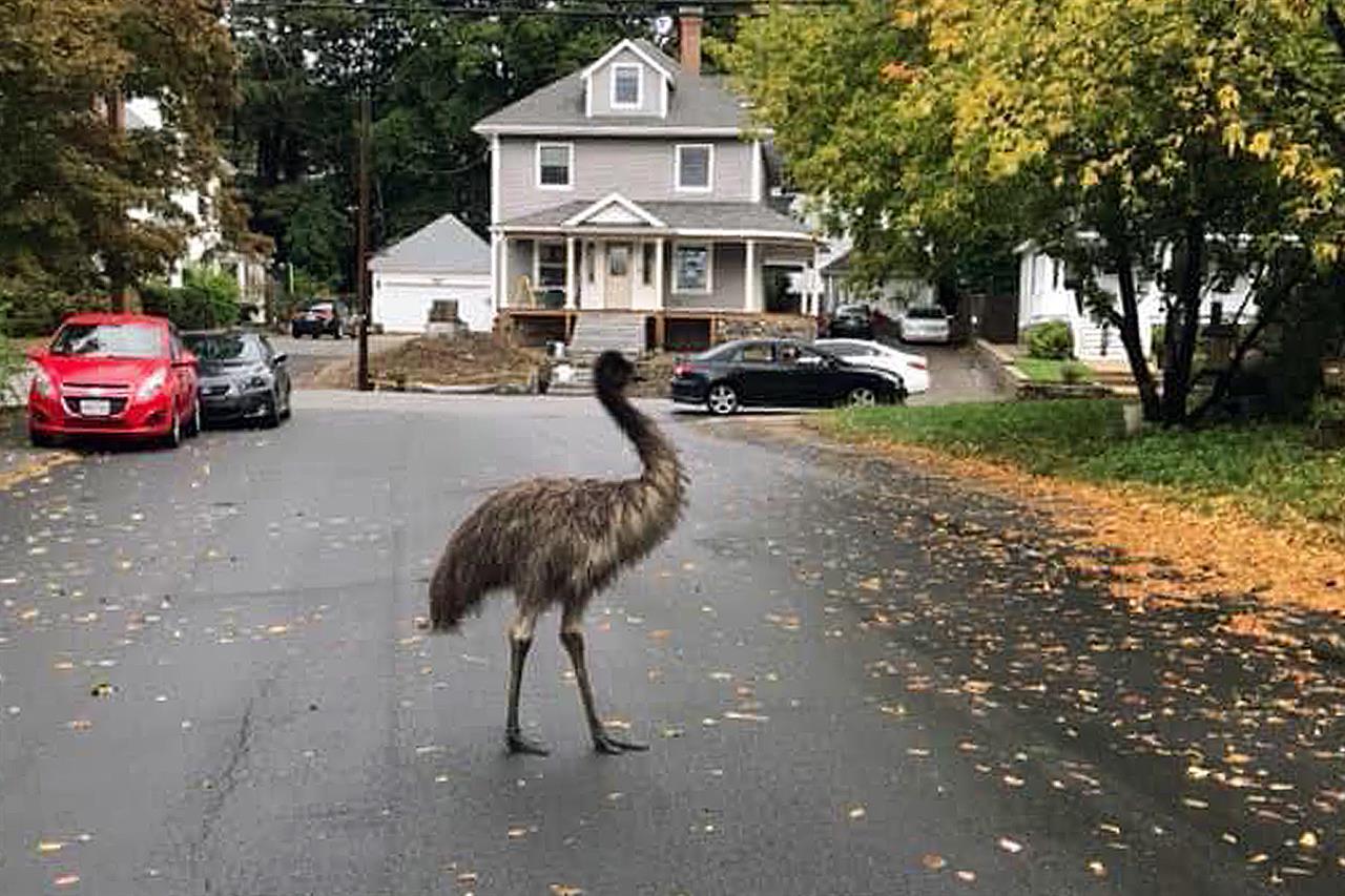 In this photo released by the Haverhill Police Department, an emu walks on a neighborhood street on Wednesday, Sept. 30, 2020, in Haverhill, Mass. An animal control officer with the assistance of patrol officers safely corralled the big bird. (Haverhill Police Department via AP)